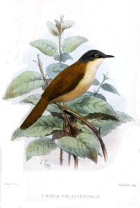 Grey-crowned Prinia