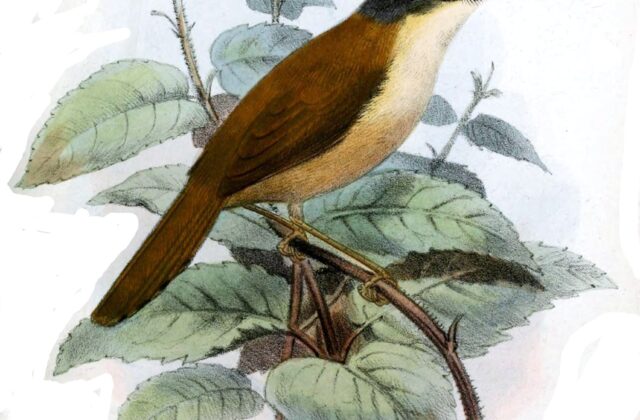 Grey-crowned Prinia