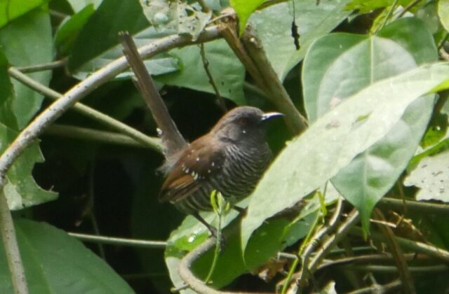 Banded Prinia