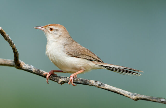 Rufous-fronted Prinia