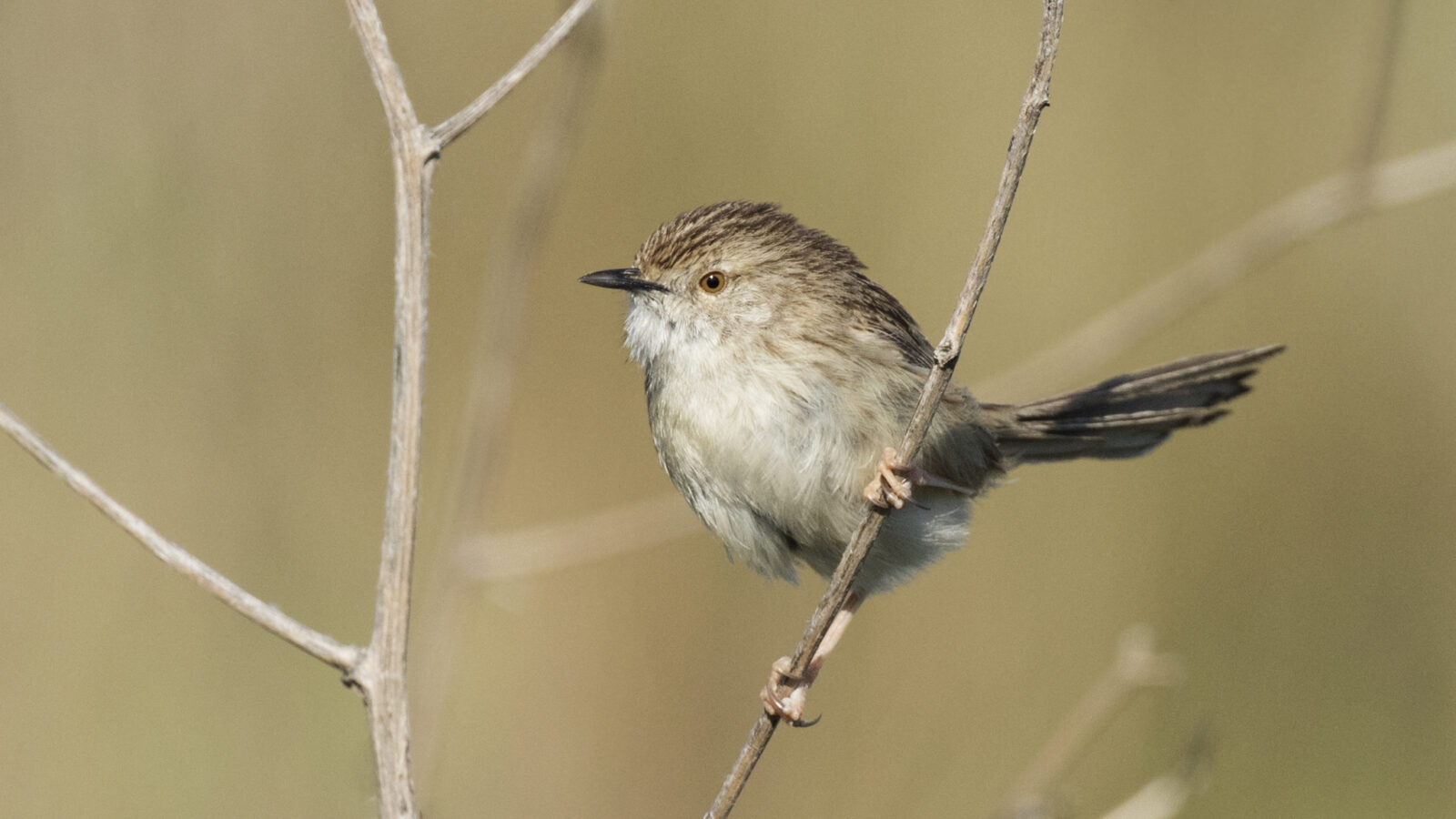 Delicate Prinia