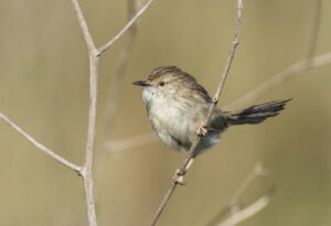 Delicate Prinia