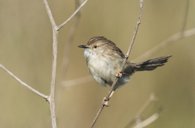 Delicate Prinia