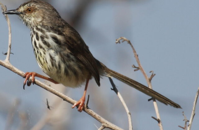 Karoo Prinia