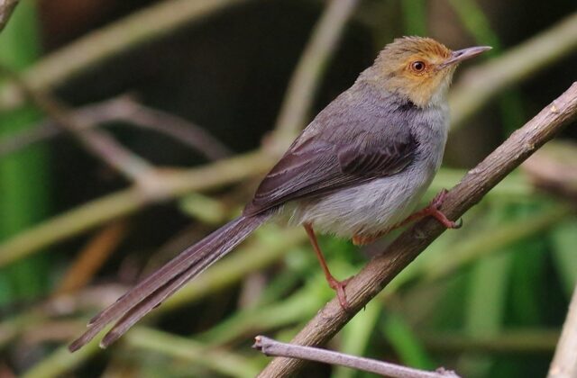 Sao Tome Prinia
