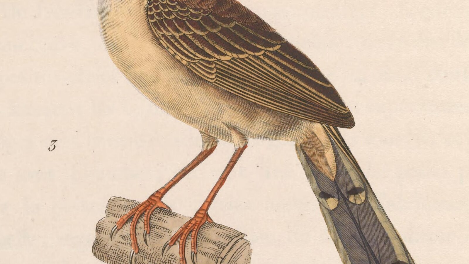 Brown Prinia
