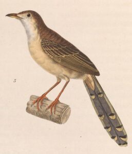 Brown Prinia