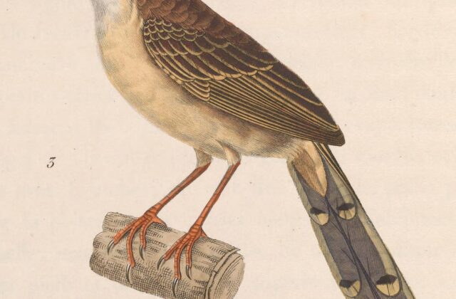 Brown Prinia