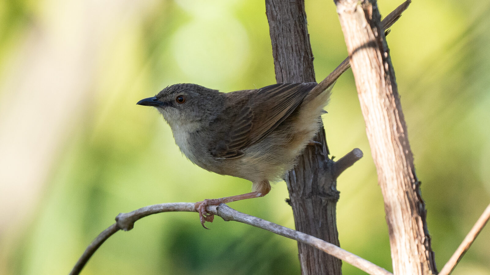 Annam Prinia