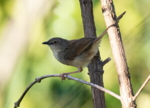 Annam Prinia