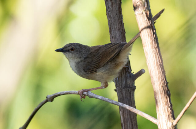 Annam Prinia