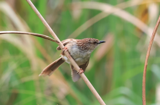 Striped Prinia