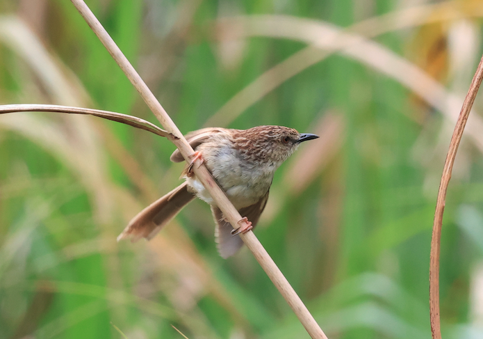 Striped Prinia