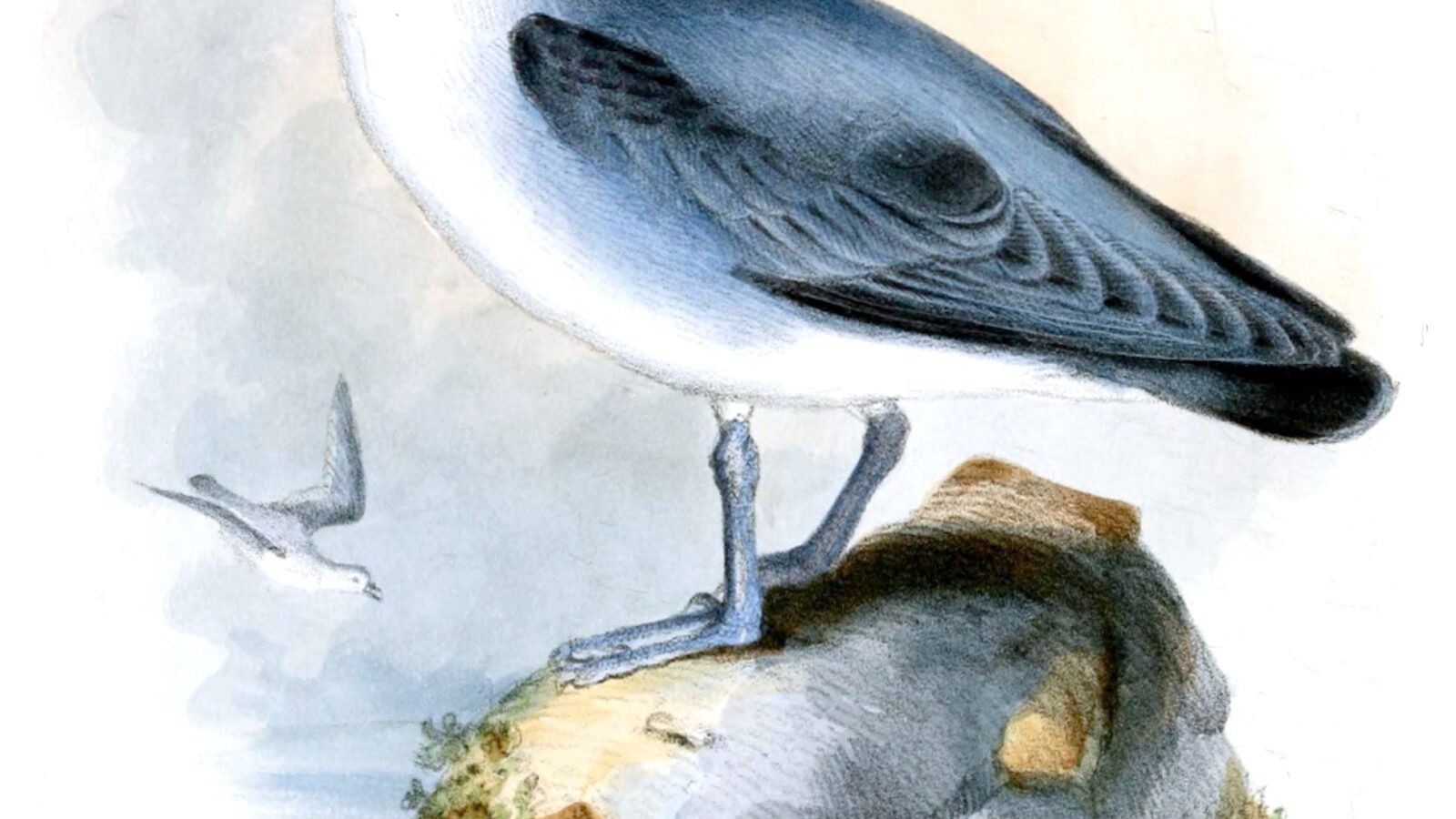 Kerguelen Petrel