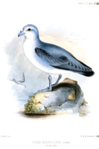 Kerguelen Petrel
