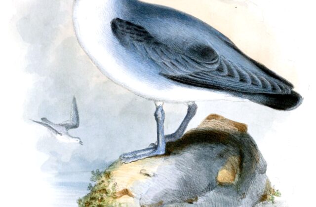Kerguelen Petrel