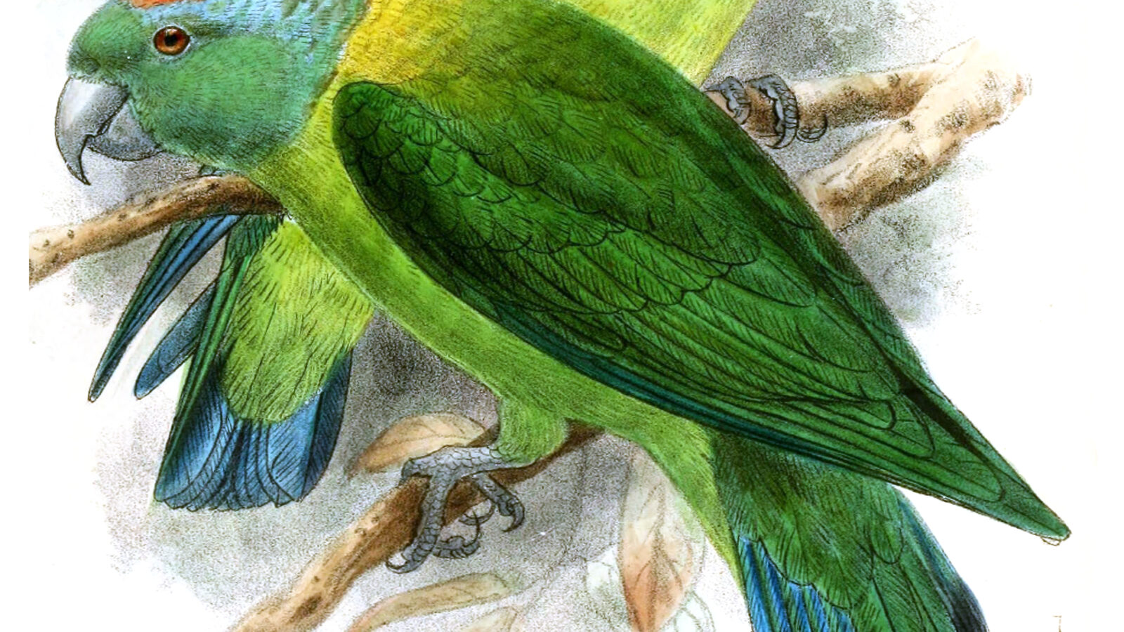 Blue-winged Racket-tail