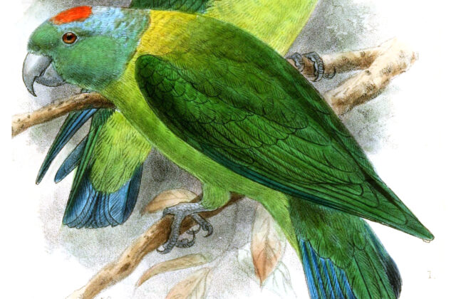 Blue-winged Racket-tail