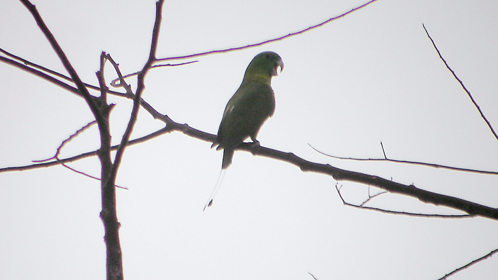 Blue-crowned Racket-tail
