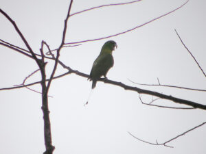 Blue-crowned Racket-tail