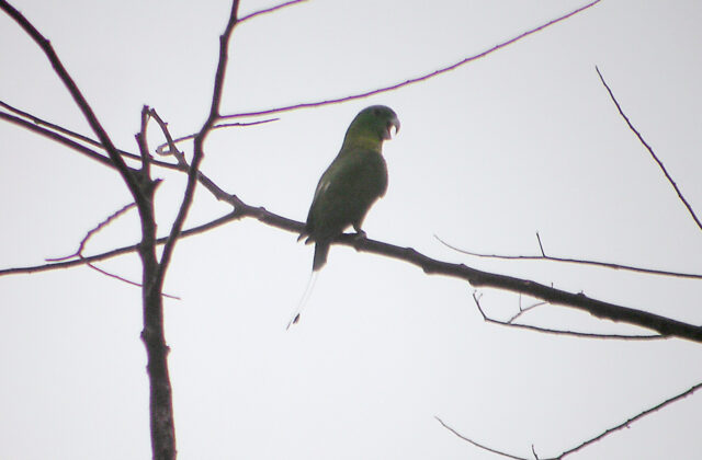 Blue-crowned Racket-tail