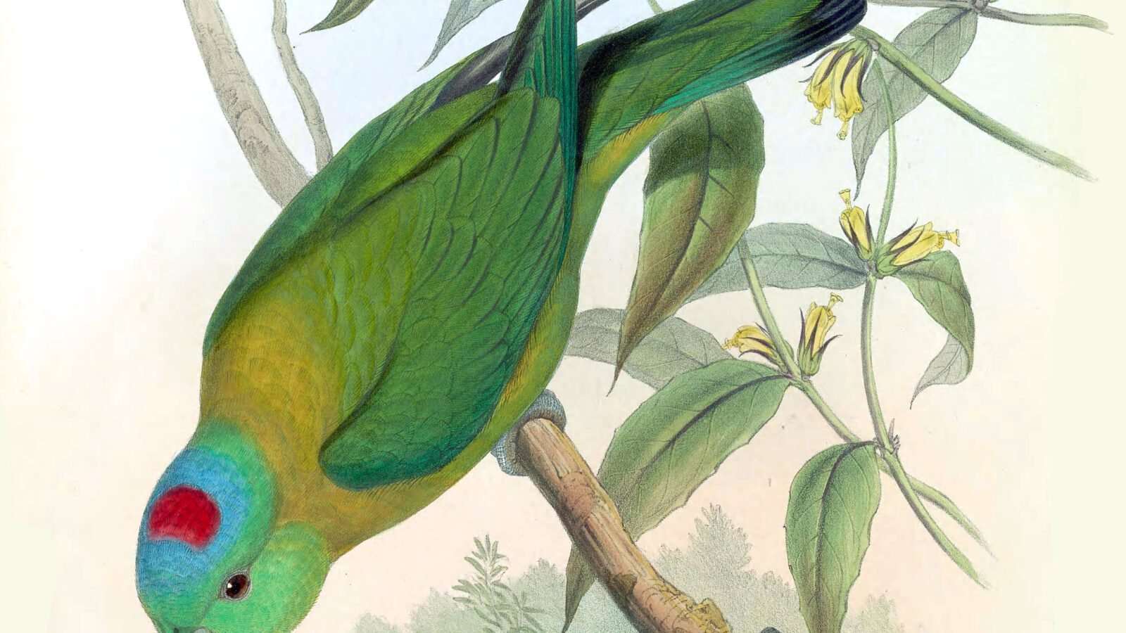 Yellow-breasted Racket-tail