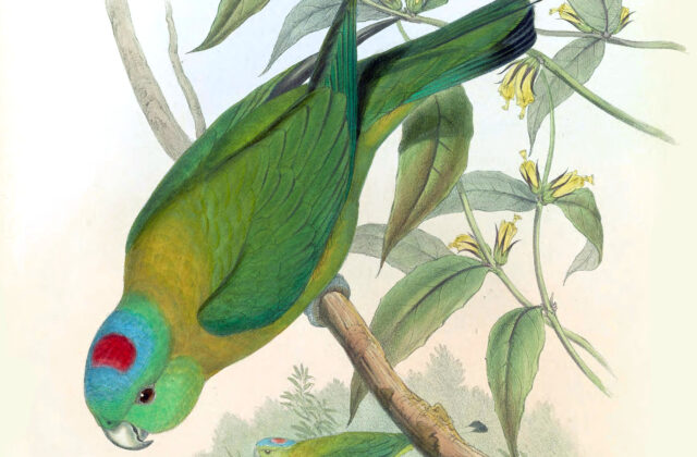 Yellow-breasted Racket-tail