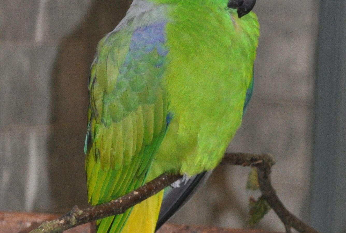 Buru Racket-tail