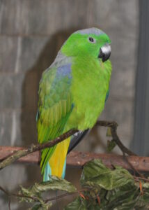 Buru Racket-tail