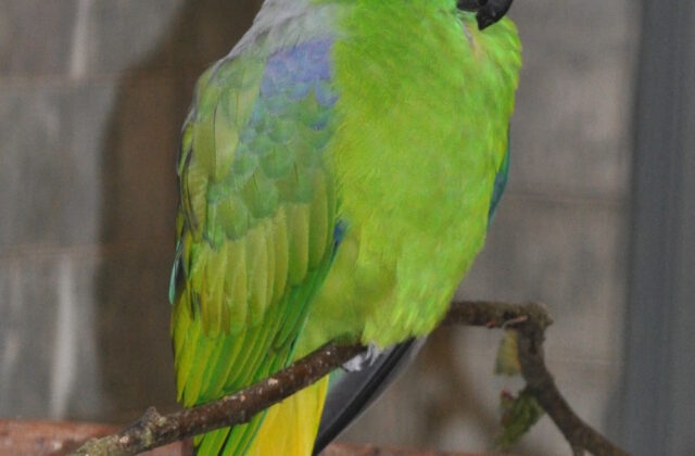 Buru Racket-tail