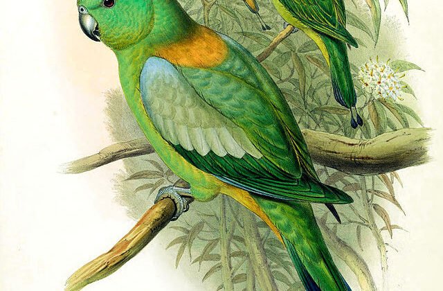 Golden-mantled Racket-tail
