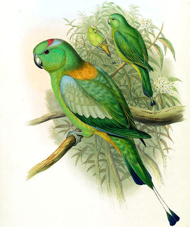 Golden-mantled Racket-tail