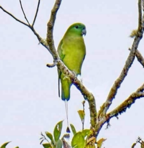 Mindanao Racket-tail
