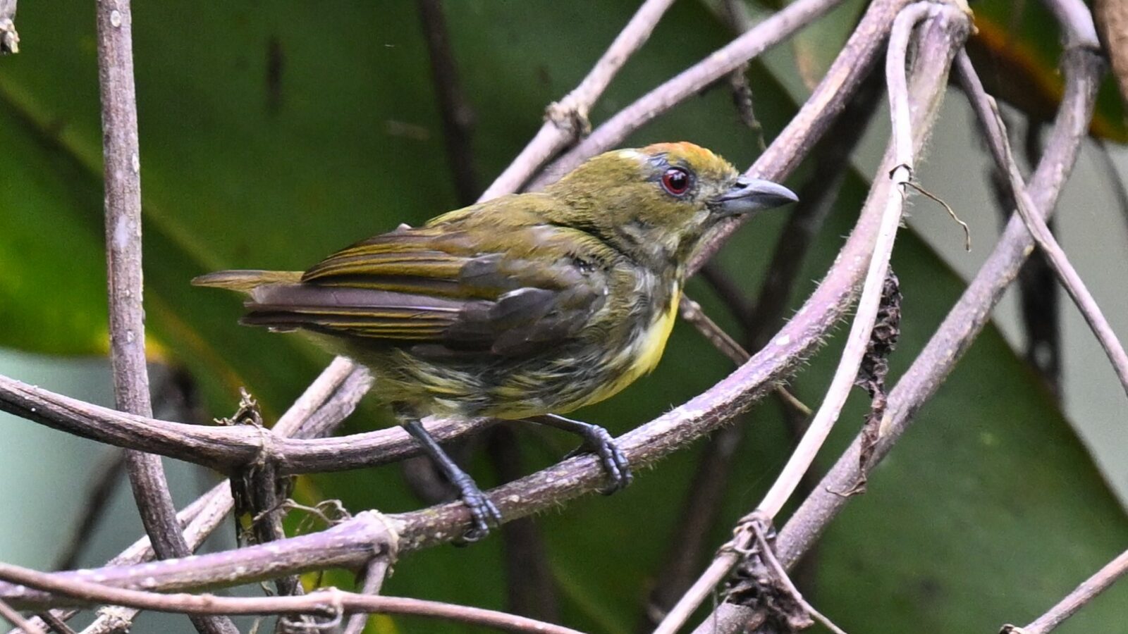 Yellow-breasted Flowerpecker