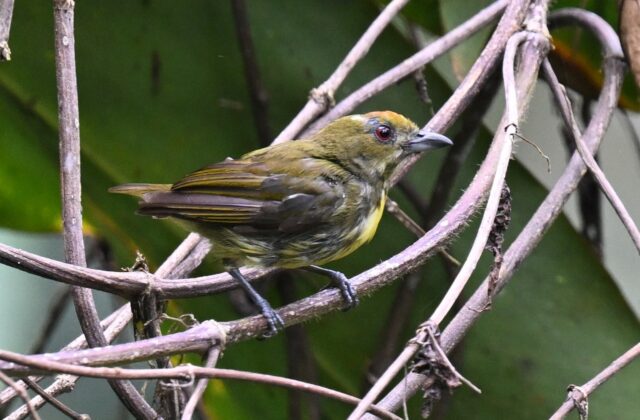 Yellow-breasted Flowerpecker