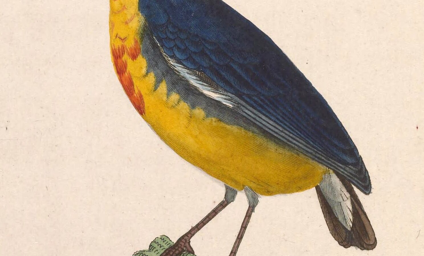 Crimson-breasted Flowerpecker