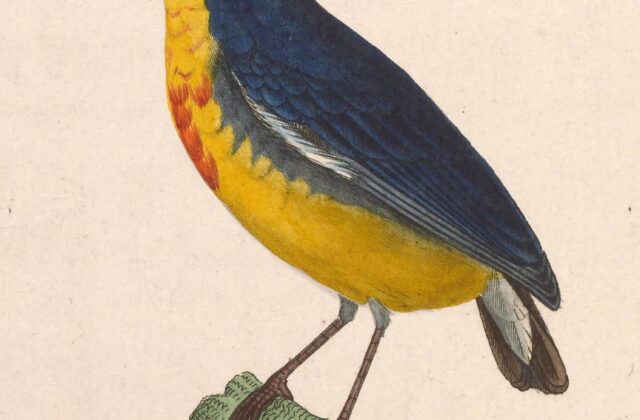 Crimson-breasted Flowerpecker