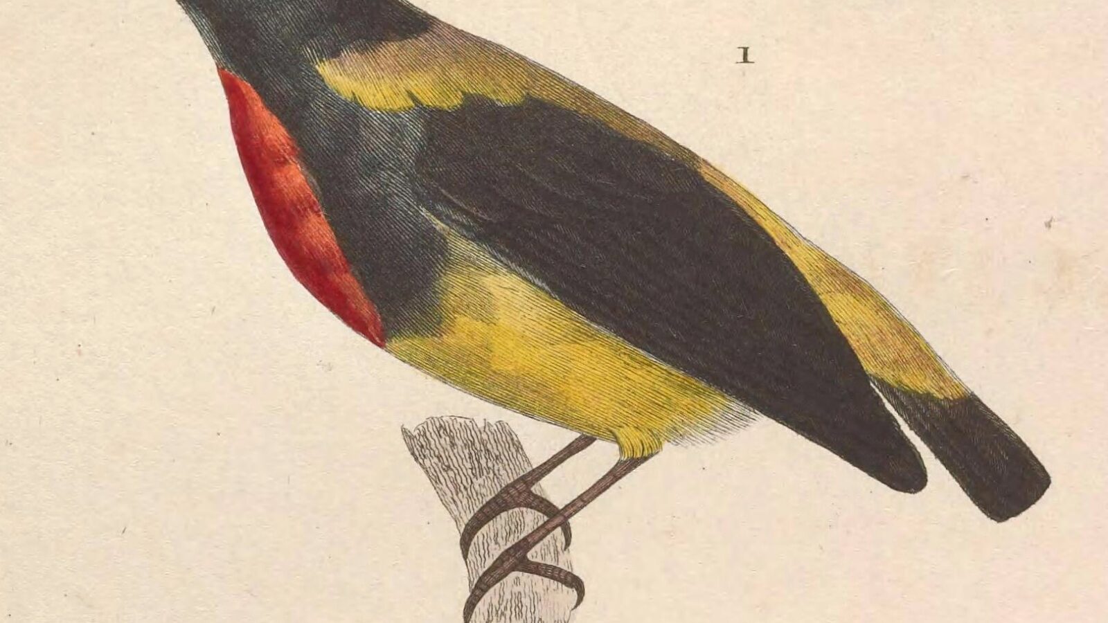 Scarlet-breasted Flowerpecker