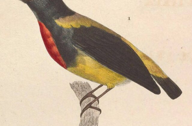 Scarlet-breasted Flowerpecker