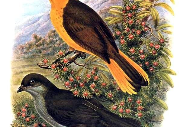 Golden Bowerbird