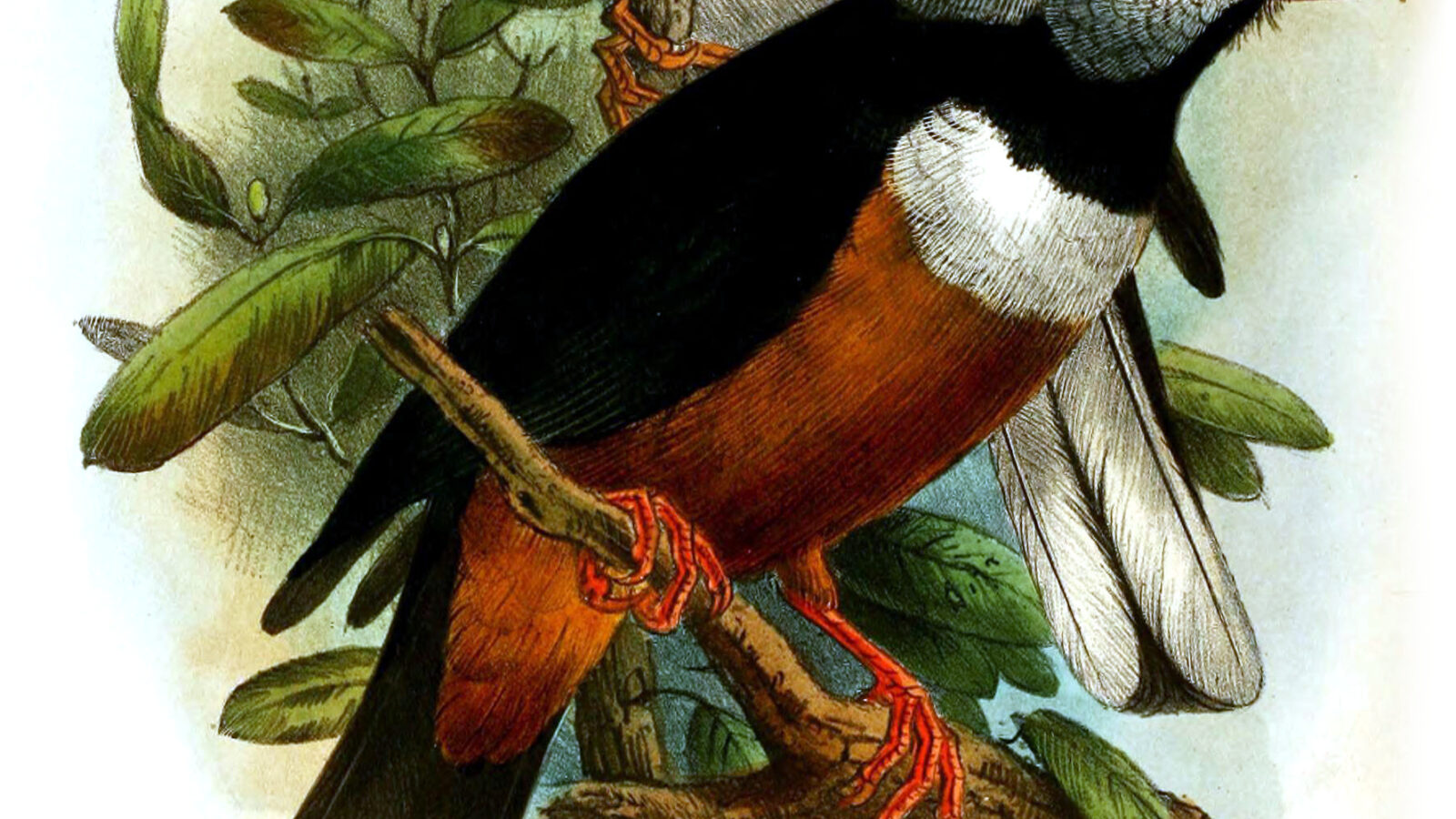 Rufous-bellied Helmetshrike