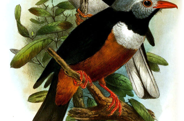 Rufous-bellied Helmetshrike