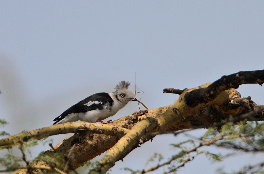 Grey-crested Helmetshrike