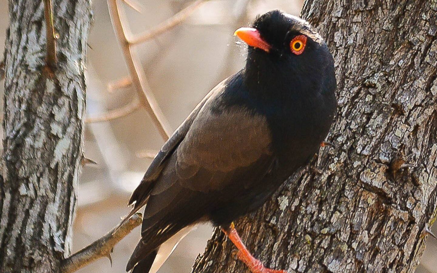 Retz’s Helmetshrike