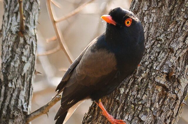 Retz’s Helmetshrike
