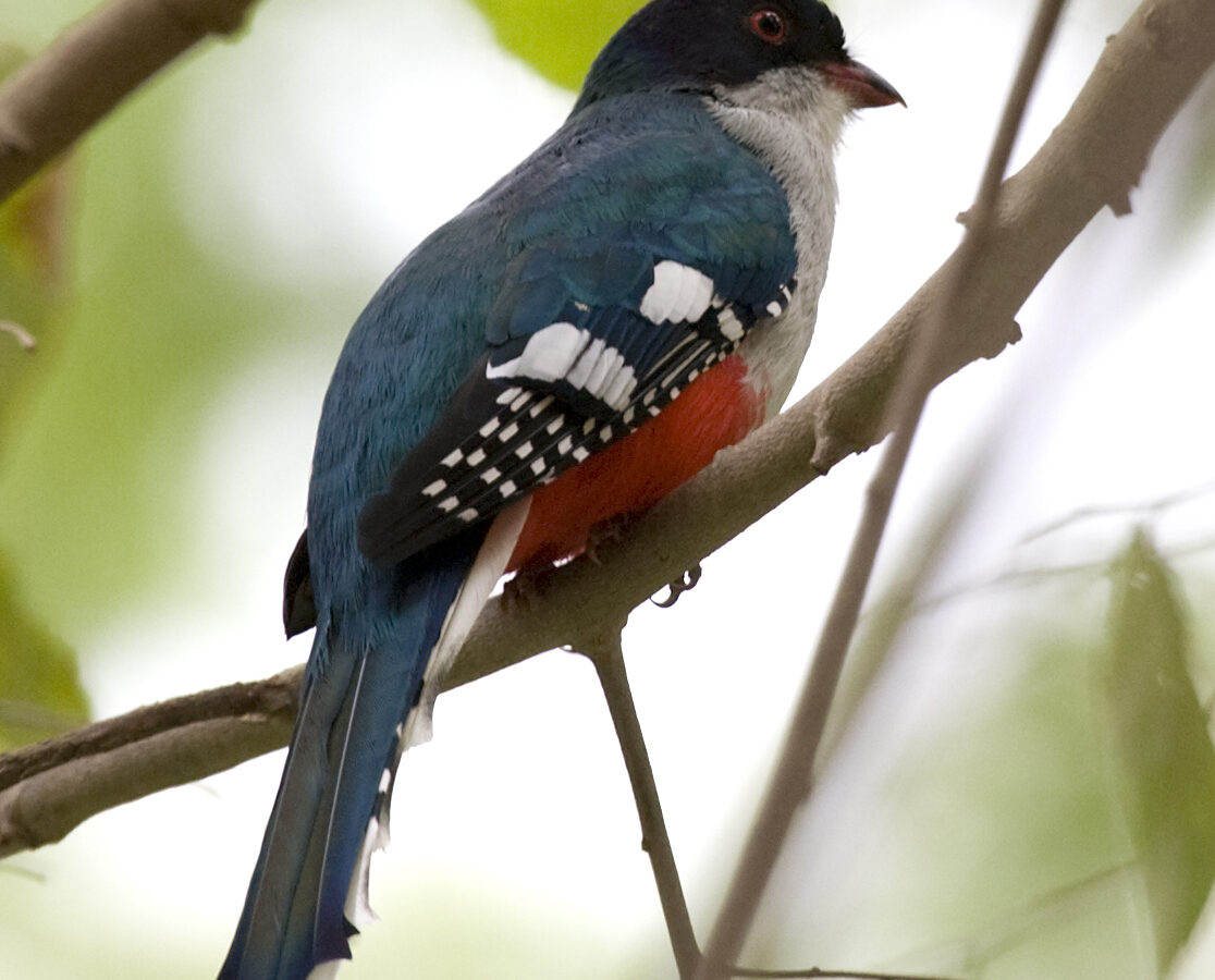Cuban Trogon