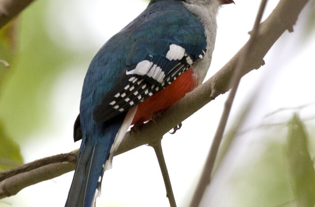 Cuban Trogon