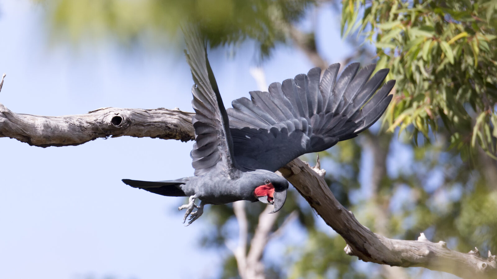 Palm Cockatoo