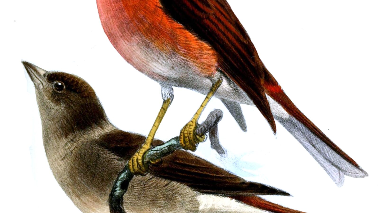 Blanford’s Rosefinch