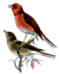 Blanford’s Rosefinch